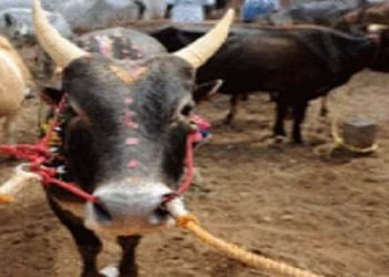 बिजली गुल हुई और बैल ने कर दिया कारनामा, मालिक ढ़ुढ़ता रह गया गोबर