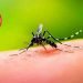 Dengue, Bhartiya vaigyanikon ne banaya dengue ki dawai, Dengu ki dawa ki hui khoj, Dengue news, Bihar lettest news, Bihar update, Bihar khabar, Bihar hindi news, Bihar update, Bihar lettest news,