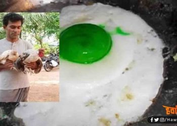 यह शाकाहारी मुर्गी हरी जर्दी वाला अंडा देता है : वैज्ञानिक भी हैरान है