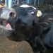 Cow, Rapiest, Rap, Rap Video, Bihar, Bihar news, Bihar lettest news, Bihar braking news, Modi Sarkar, Modi raj, News18, ABP news, NDTV, Bihar news, Bihari news