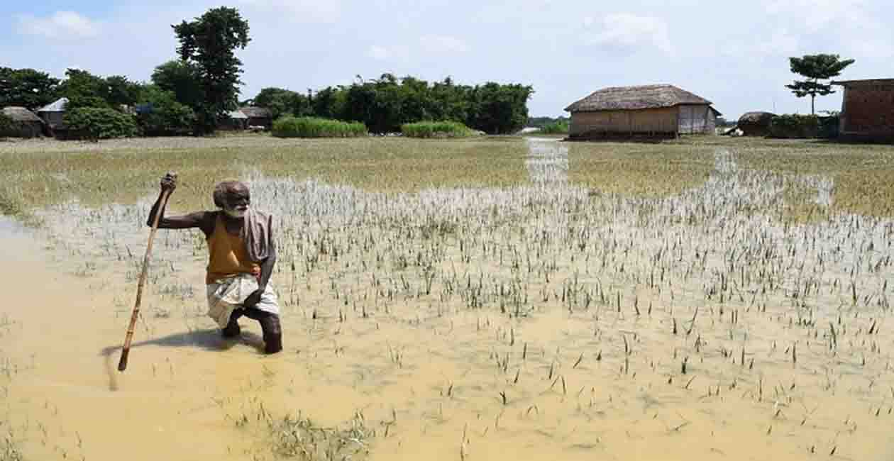 Bihar, Kisan, Baadh, Fasal Barbar, Fasal Doob Gaya, Bihar me baadh, Flood in bihar, Help Flood victims, Bihar news, Bihar samachar