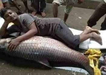 Fish, Chhapra NEws, Bihar news, Bihar news update, Bihar lettest news, Bihar khabar, Bihari news, Bihar khabar, Bihari Samachar, Bihar samchar, Big breaking, Breaking news