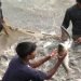 यह बिहारी कई बड़े-बड़े कारोबारी को दे रहा टक्कर : मछली पालन कर एक साल में कमा रहे हैं करोड़ों रूपए