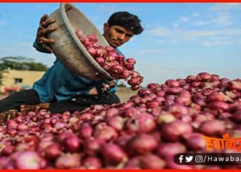 Pyaz ki keemat, Nepal, Pyaz, Bihar, Onion,