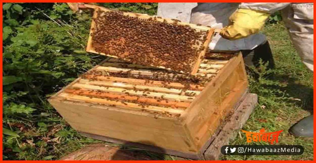 Liquor in Honey Bee Box, Sharabbandi, 