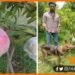 7 Aam ki rakhawali ke liye 6 guard, Duniya ka sabse mahnga aam, Miyajaki aam, Egg of Sun, Japanese Mango, Azab Gazab, Madhyapradesh news, Madhyapradesh Miyajaki aam,
