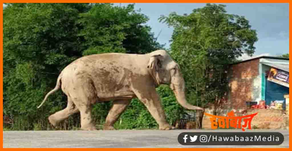 Nepal Se bhatak Kar aaya hathi, Nepali hathi ne bihar me machai tabai, Araria me Hathi ne Machai tabahi, Bihar Me Hathi ne masoom ko raunda, Masoom ko hathi ne mara,