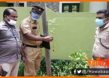 World Enviroment Day, Vishwa Prayvaran Diwas, Vishwa Prayawaran diwas par lagaya ganja ka paudha ,Ganja ka paudha lagane wala girftar, Keral news, Kerela news,