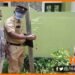 World Enviroment Day, Vishwa Prayvaran Diwas, Vishwa Prayawaran diwas par lagaya ganja ka paudha ,Ganja ka paudha lagane wala girftar, Keral news, Kerela news,