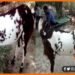 11 Lakh ka Bakra, Amroha ka bakra, Bakre ki keemat kya hai, bakre par likha hai om, Bakre par likha hai allah, Bakra , Uttar pradesh ka bakra, Bihar news, Lettest news, Top trend news, Top 10 news,