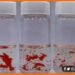 China ne banaya nasht hone wala plastic, Bio Digradable plastic, Biodegradable hoga plastic, China ka kamal, China ne banya magic plastic, China news, Internation news,